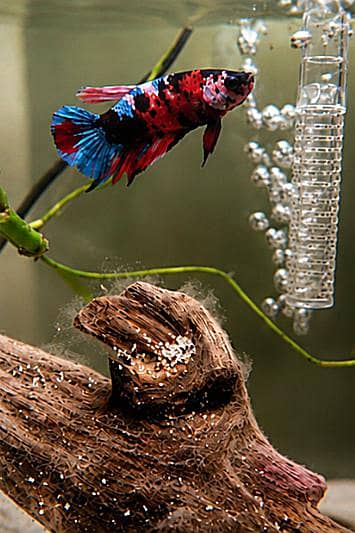*Candy Betta Fish* 2