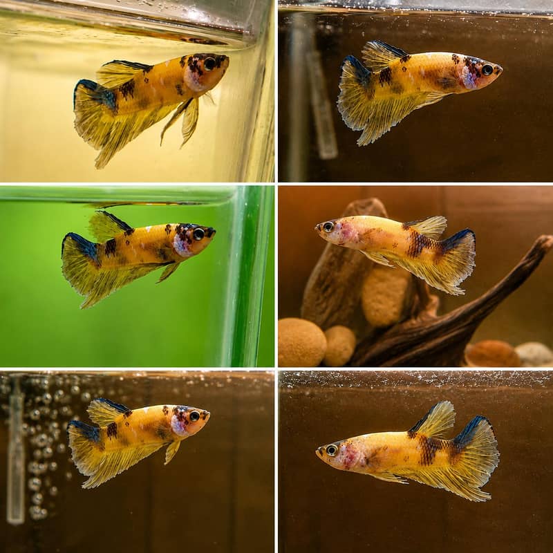 *Candy Betta Fish* 3