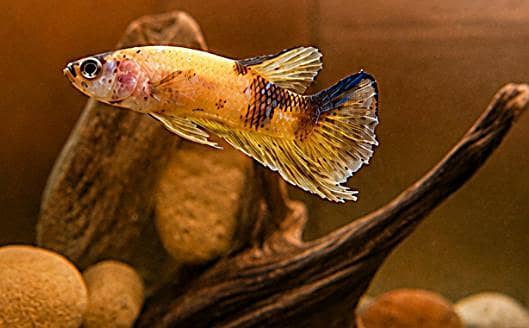 *Candy Betta Fish* 4