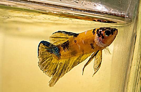 *Candy Betta Fish* 5