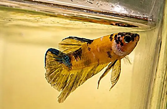 *Candy Betta Fish* — photo 6