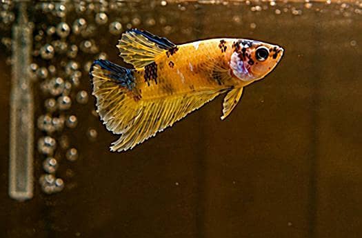 *Candy Betta Fish* 6