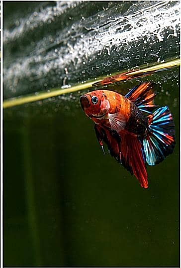 *Candy Betta Fish* 8