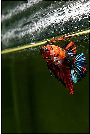 *Candy Betta Fish* — photo 9
