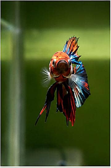 *Candy Betta Fish* 9