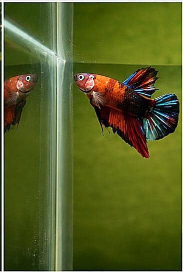 *Candy Betta Fish* 10