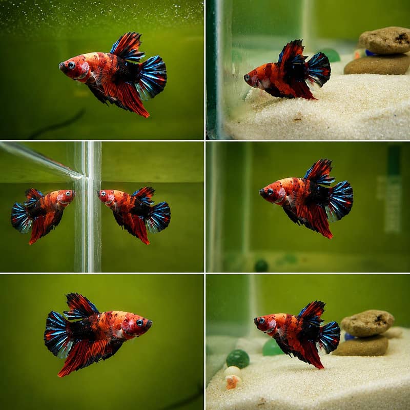 *Candy Betta Fish* 11