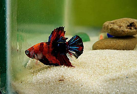 *Candy Betta Fish* 12