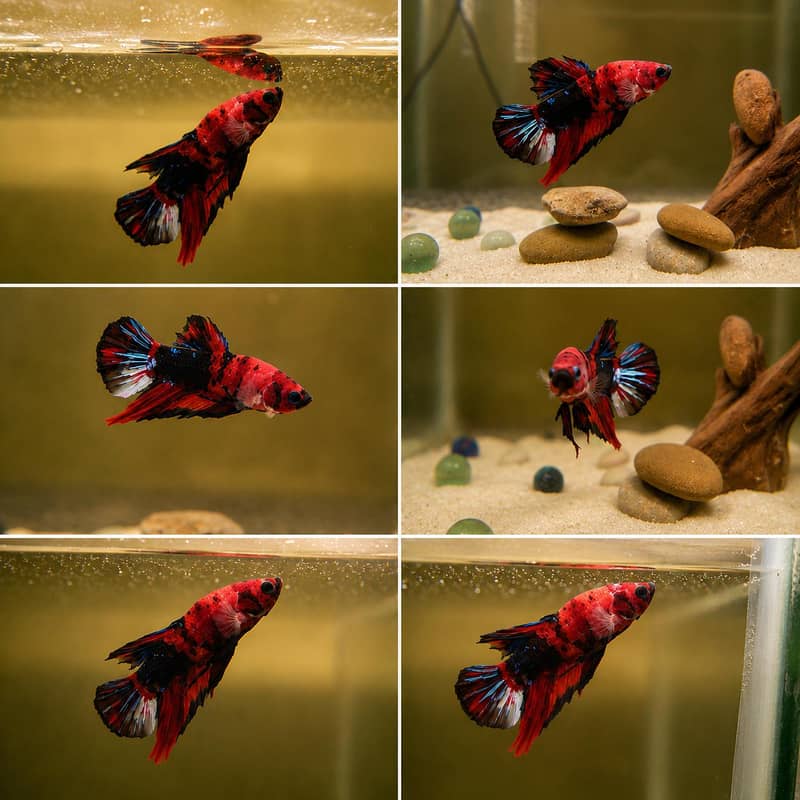 *Candy Betta Fish* 13