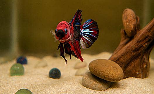 *Candy Betta Fish* 14