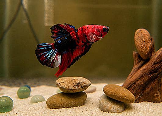 *Candy Betta Fish* 15