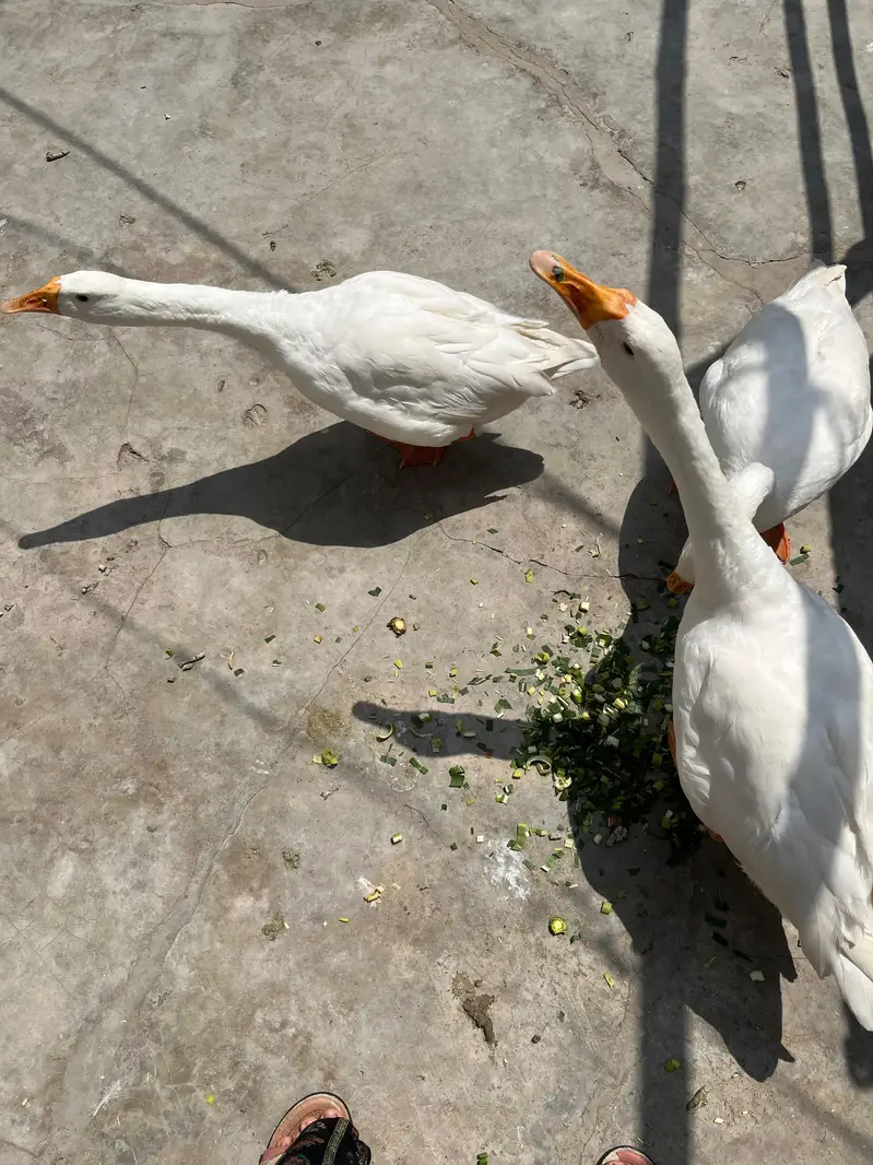 long neck — photo 4