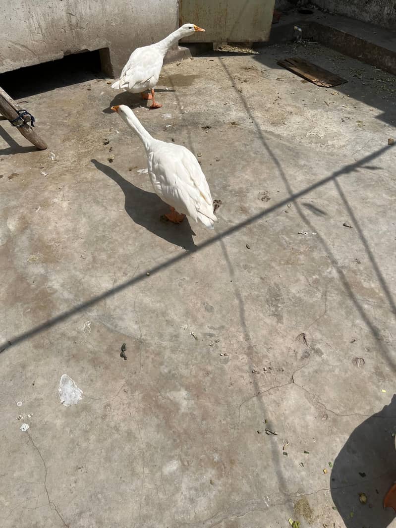 long neck 5