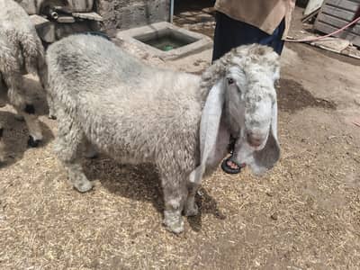 Sheep for sell