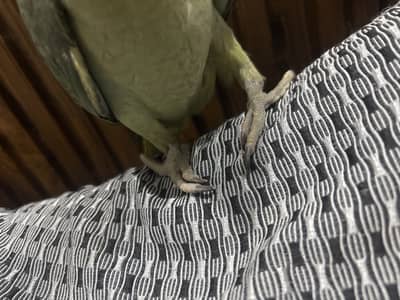 Raw parrot pair