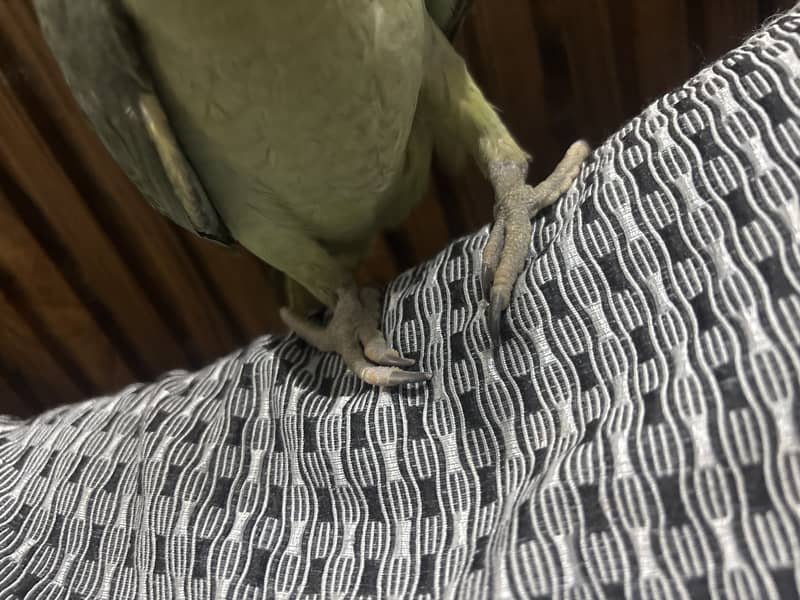 Raw parrot pair 0