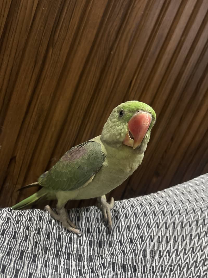Raw parrot pair 1