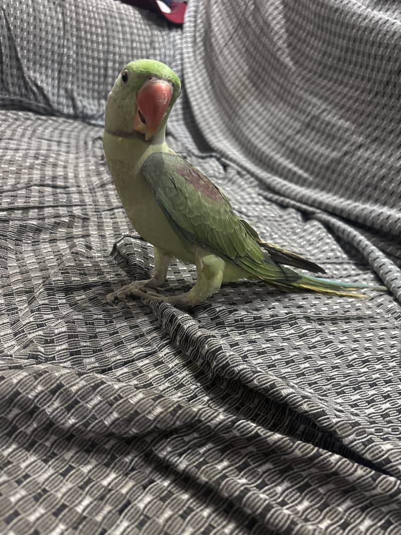 Raw parrot pair 2