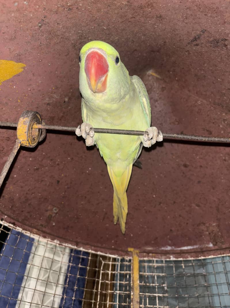 Raw parrot pair 3