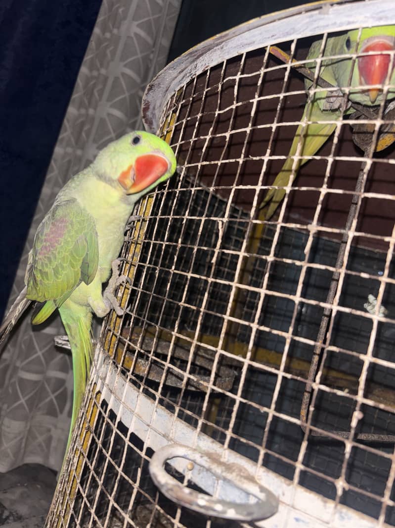 Raw parrot pair 4