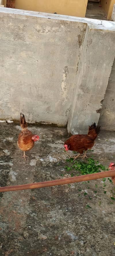 Golden misri hens