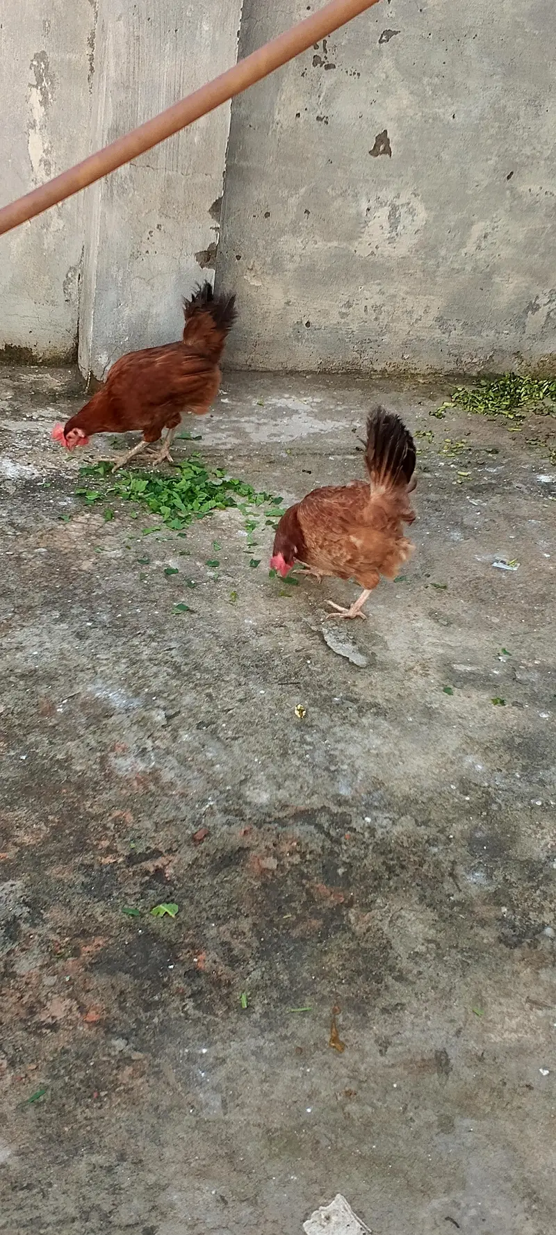 Golden misri hens — photo 2