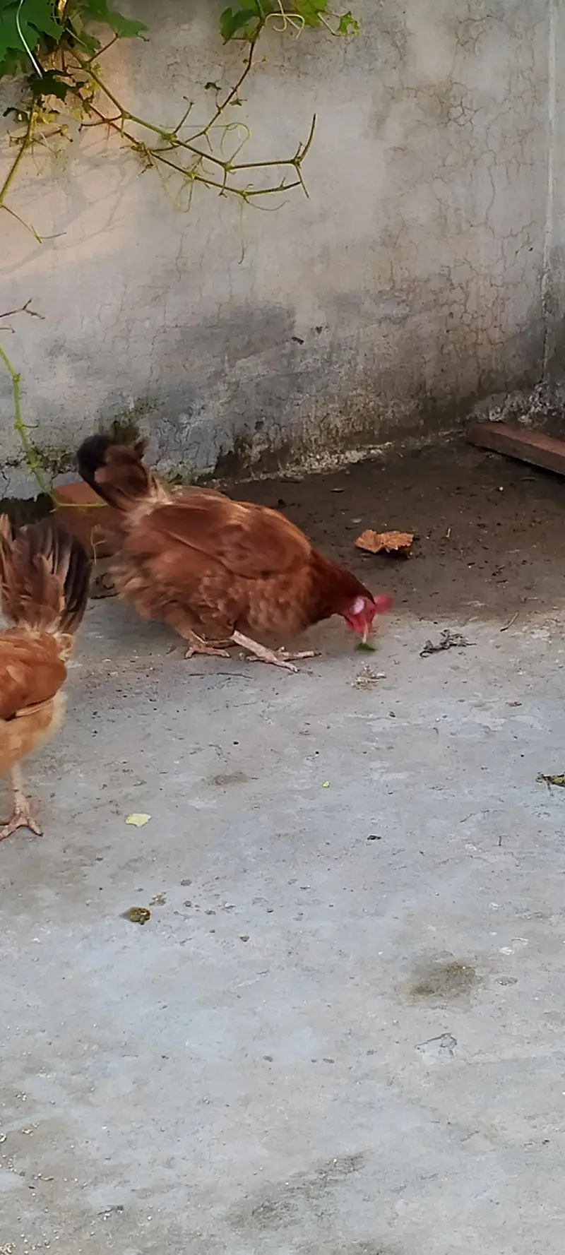 Golden misri hens — photo 3