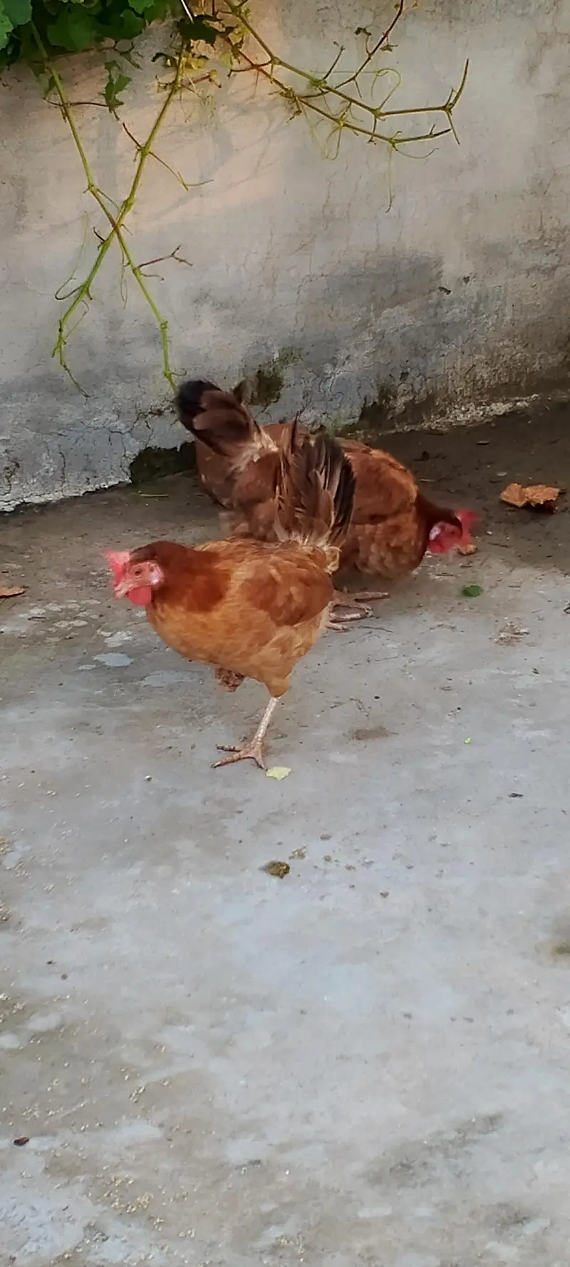 Golden misri hens — photo 4