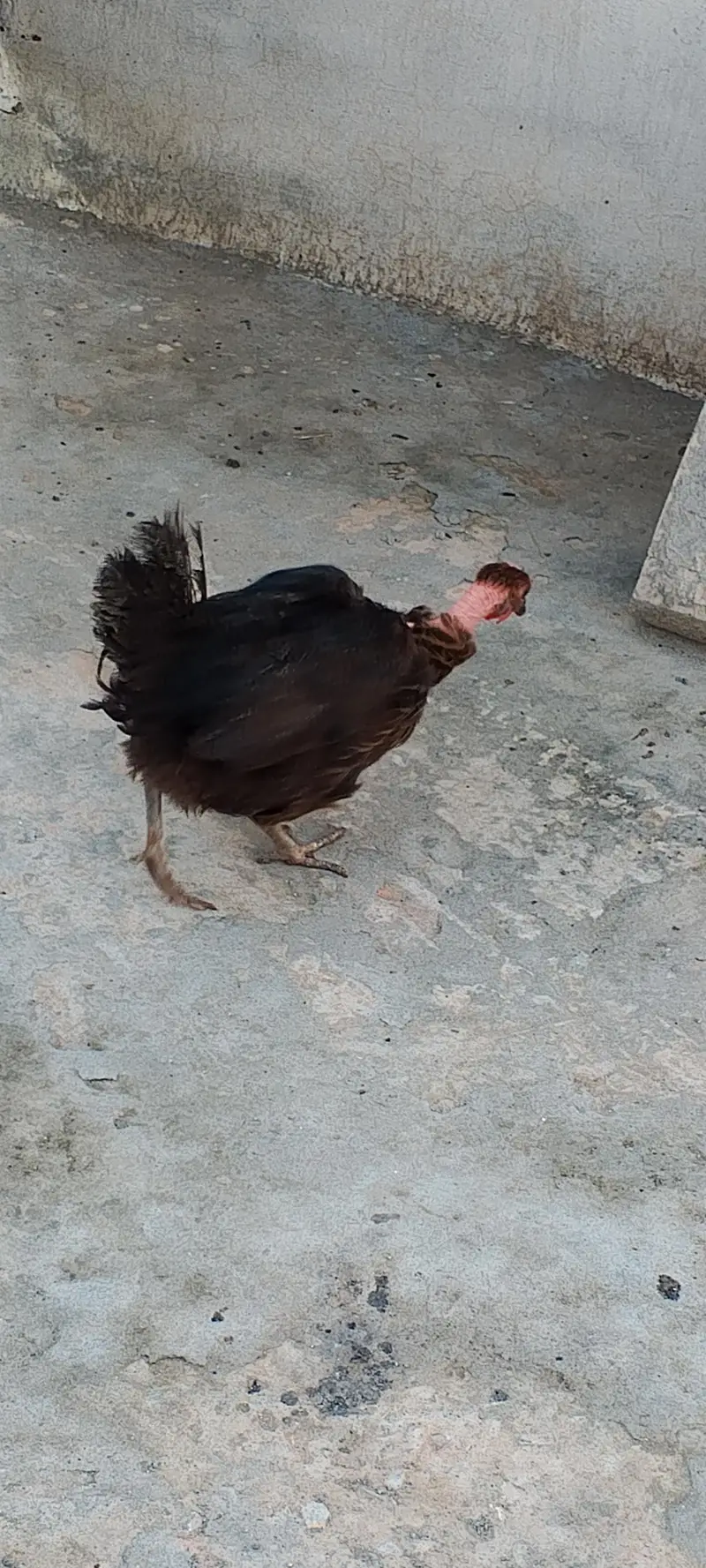 Golden misri hens — photo 5