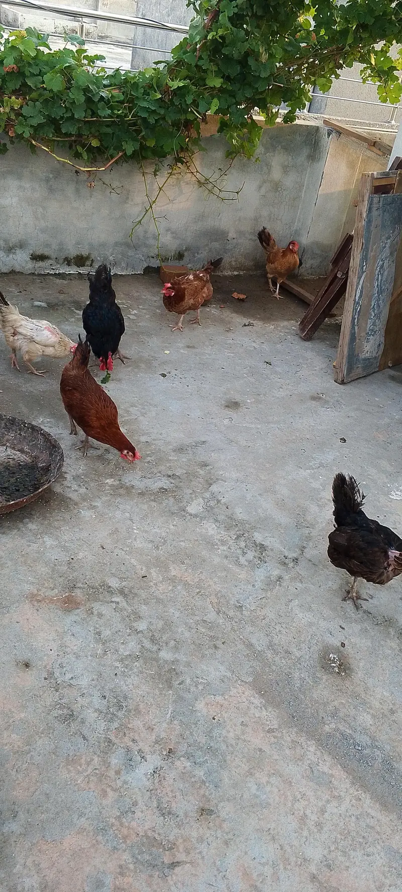 Golden misri hens — photo 6