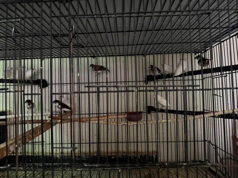 wooden cage — photo 7