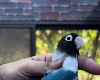love birds 
