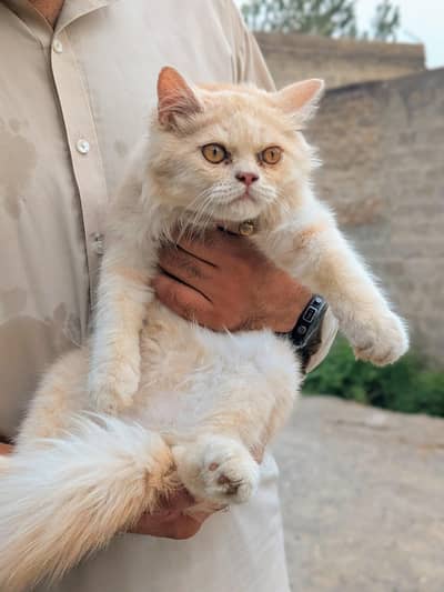 fawn colour Persian male cat
