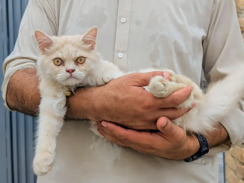 fawn colour Persian male cat — photo 3