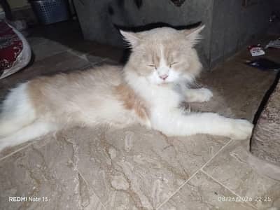 Vaccinated with file Male cat .