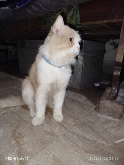 Vaccinated with file Male cat .