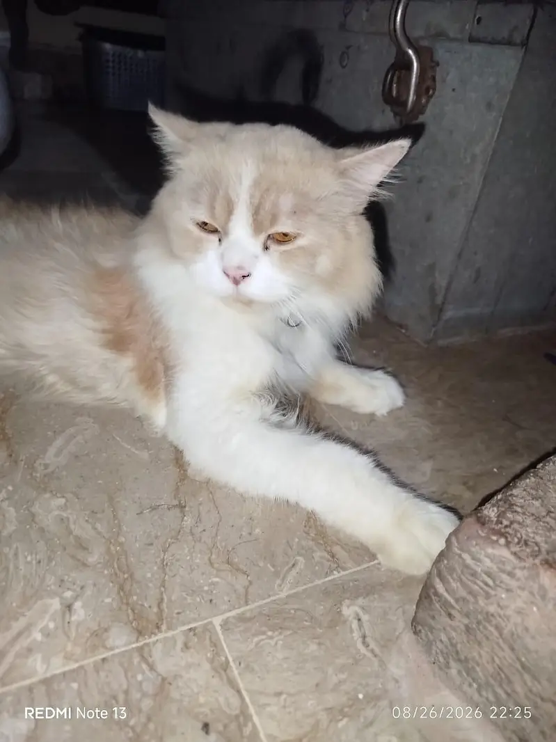 Vaccinated with file Male cat . — photo 2