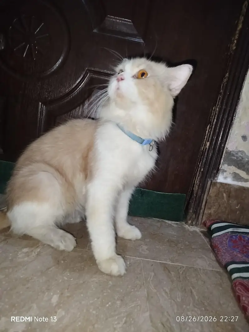 Vaccinated with file Male cat . — photo 3