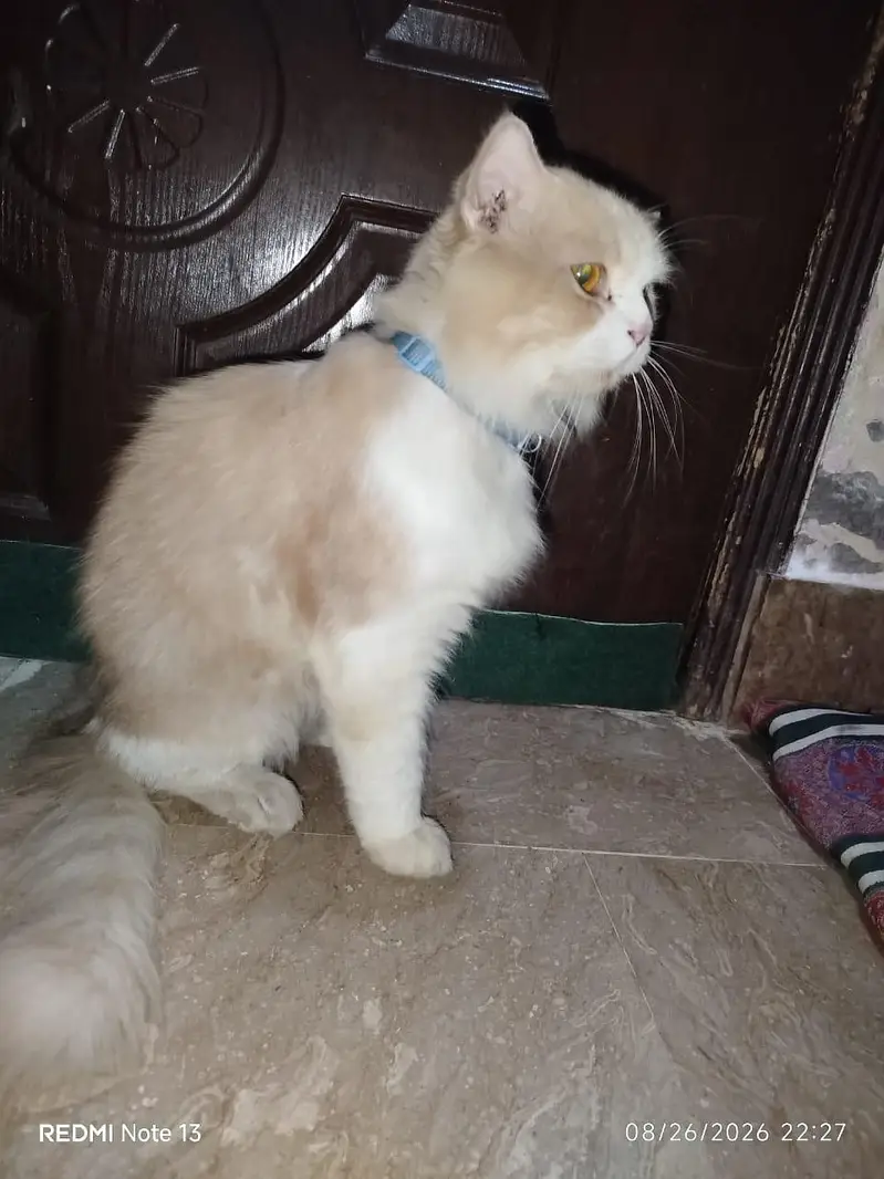 Vaccinated with file Male cat . — photo 4