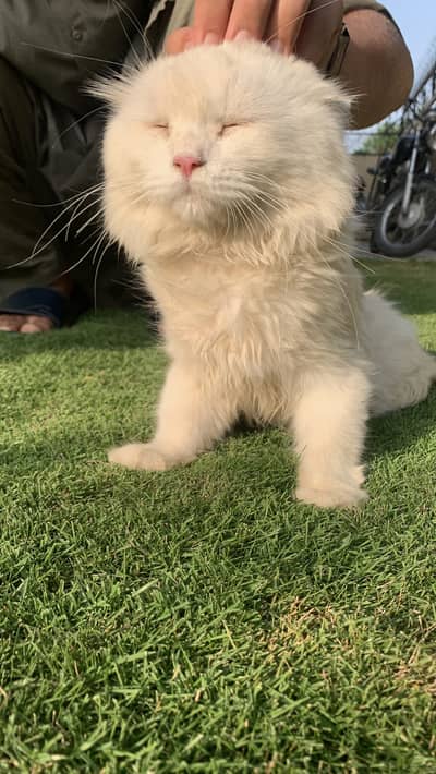 Persian cats available with kittens