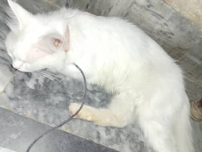 white cats