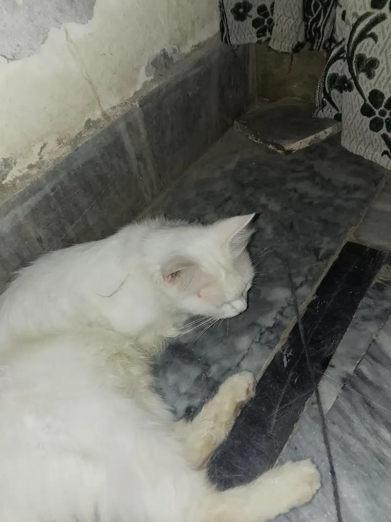 white cats — photo 2