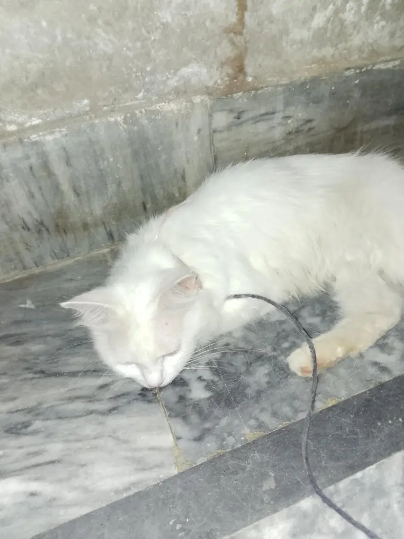 white cats — photo 3