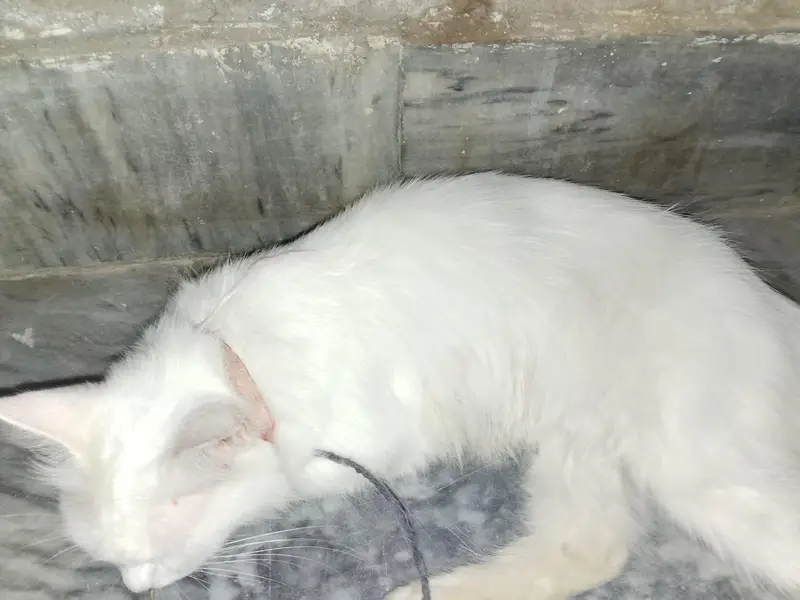 white cats — photo 4