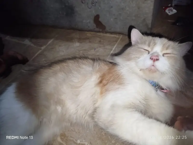 Vaccinated with file Male cat . — photo 5