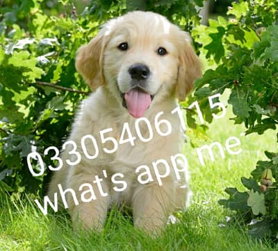 Golden retriever puppies