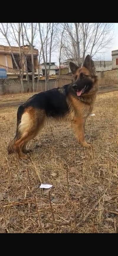 German Shepherd Long Coat Heavy bone Female