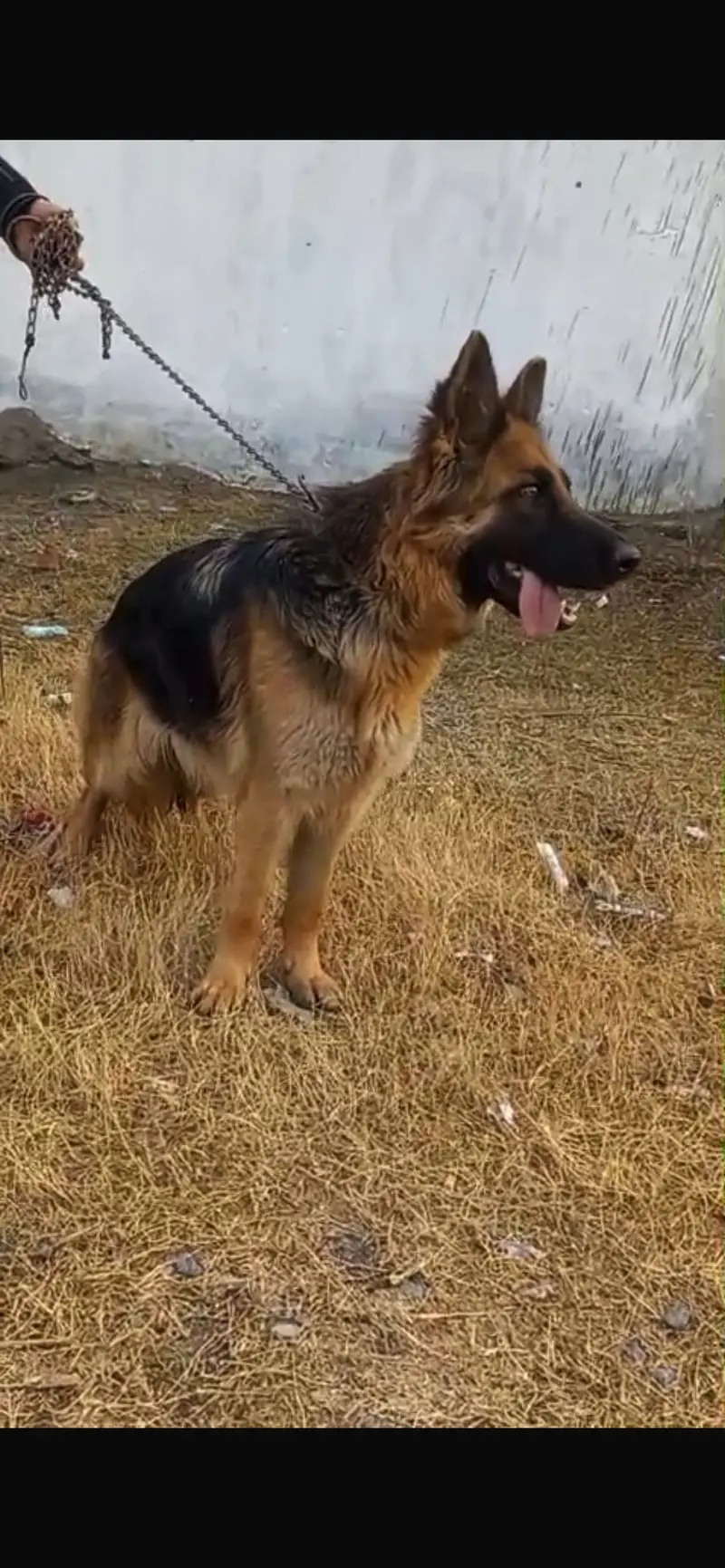 German Shepherd Long Coat Heavy bone Female — photo 2