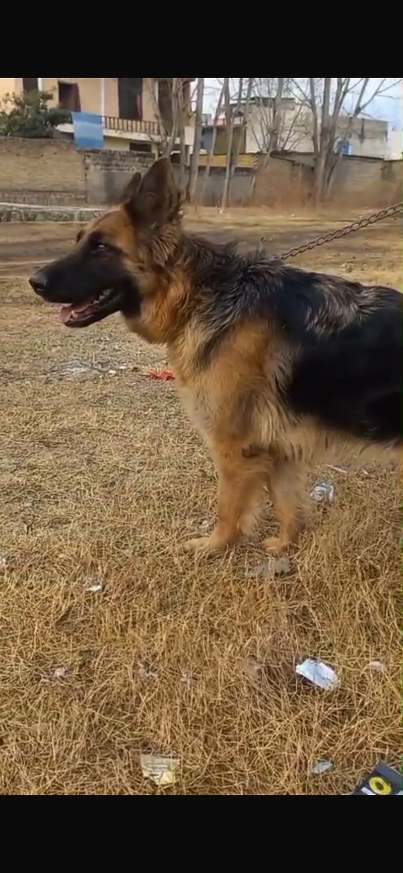 German Shepherd Long Coat Heavy bone Female — photo 3