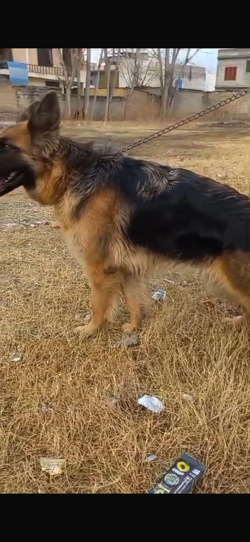 German Shepherd Long Coat Heavy bone Female — photo 4